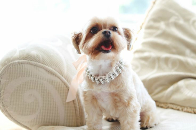 Dog of Honor Pearl Necklace