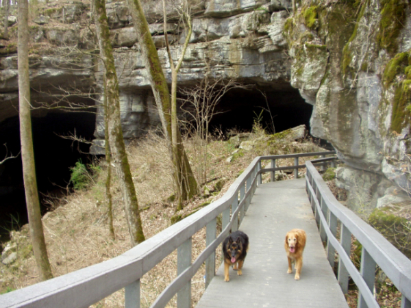 RussellCave dogs