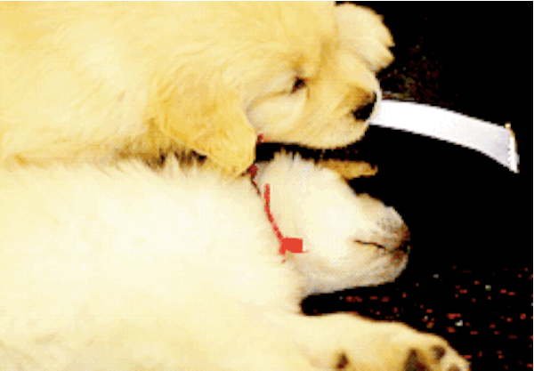 Sleeping puppy dog 12