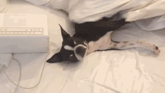 funny dog gif, Dogs