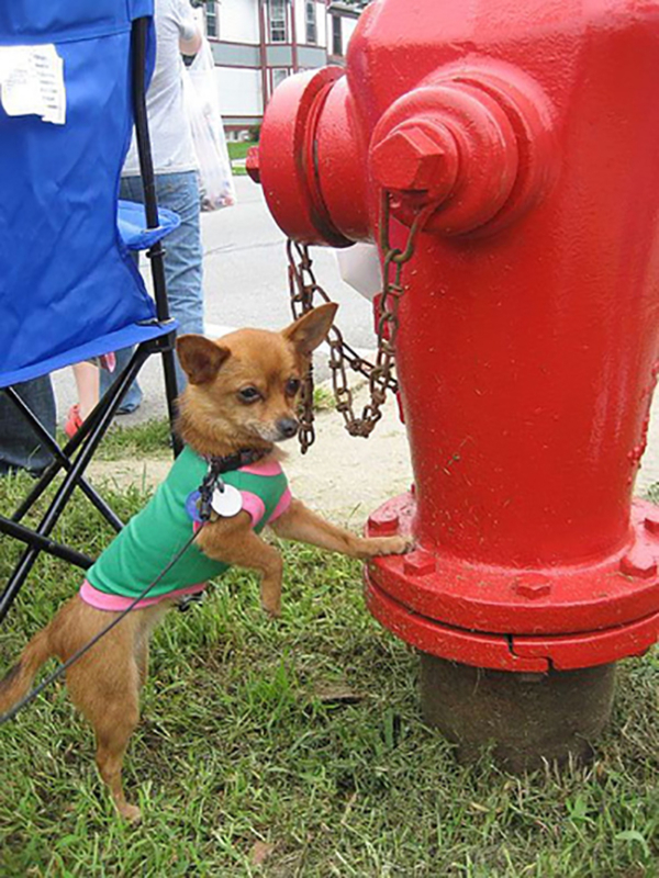 Little Pup On Hydrant