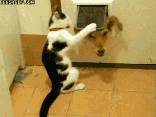 cat_vs_dog_gif1