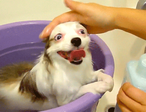 derp bath dog