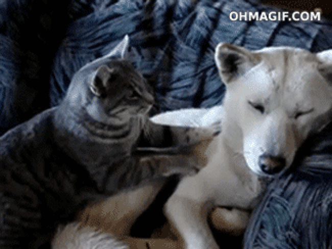 dog cat massage