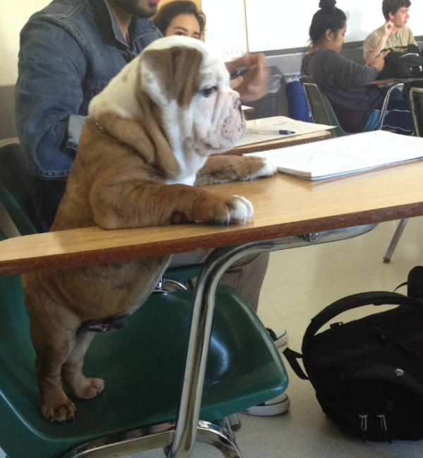 dog homework exam