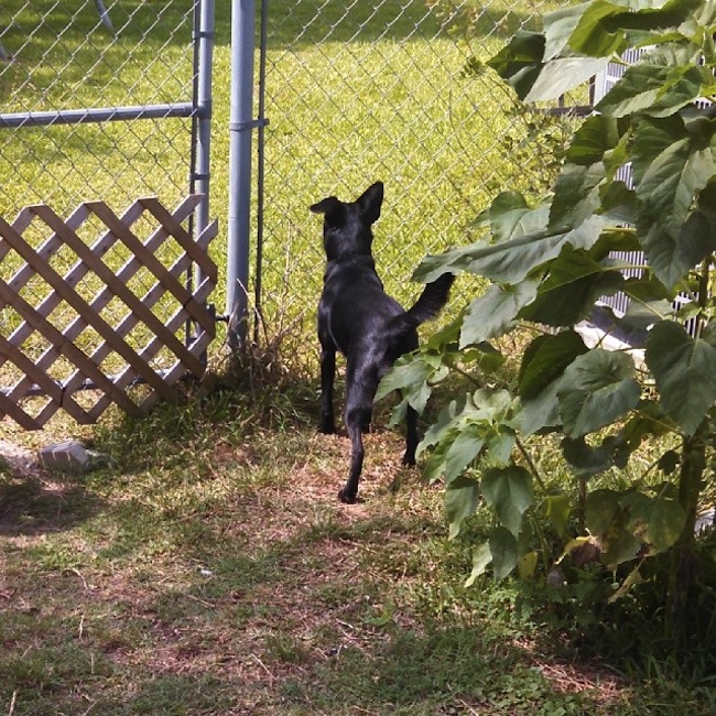 dog-in-yard
