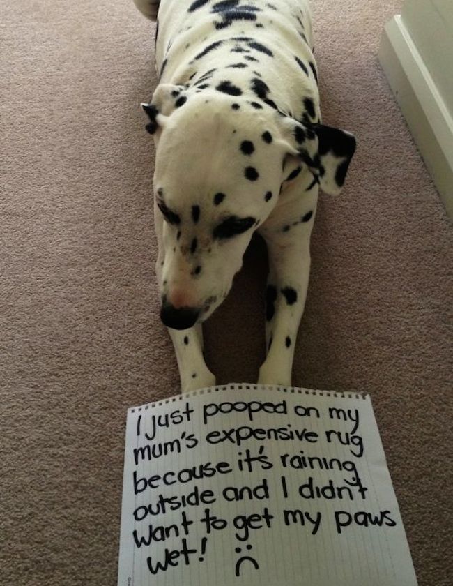 Dog Shaming Poop Picture