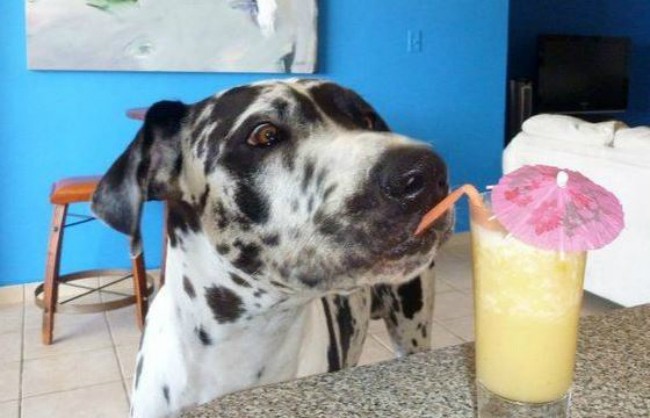 dog_drinking_straw smoothie