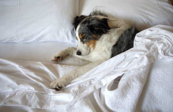 doggie in bed