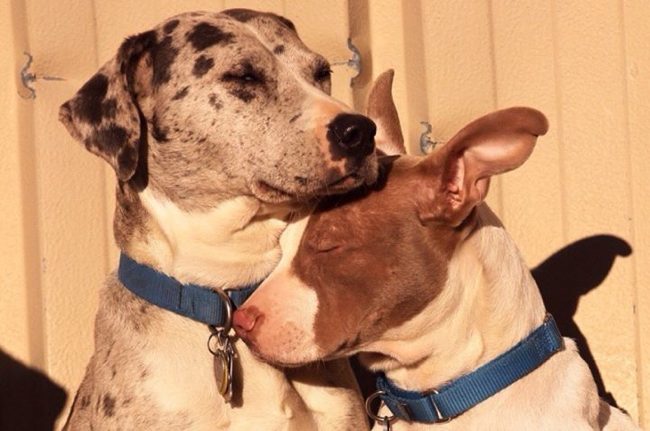 dogs nuzzling