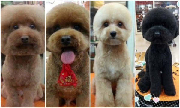 dogs taiwan funny hair img