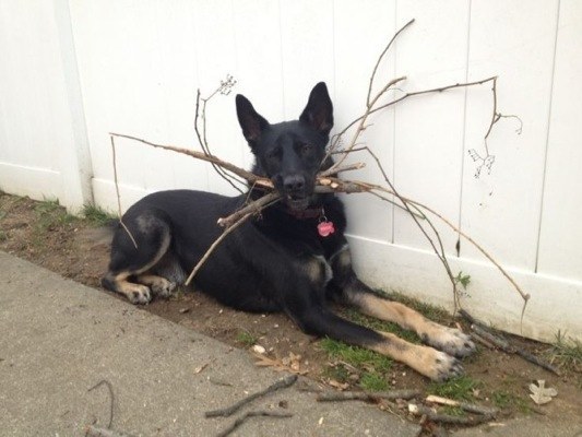 dog with sticks