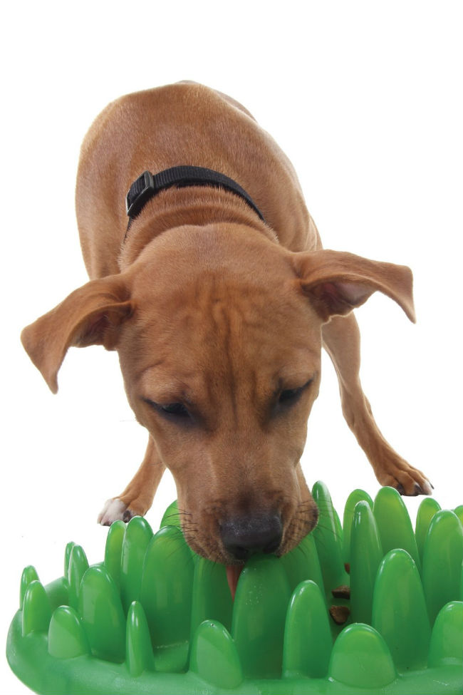 The Best 12 Interactive Dog Toys to Keep Your Canine Busy 
