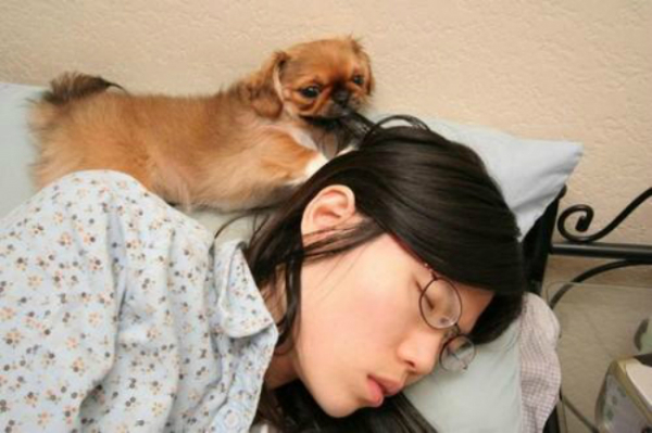 funny-dog-try-to-wake-up-its-owner-9