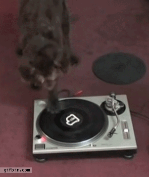 gifbin dog scratching record