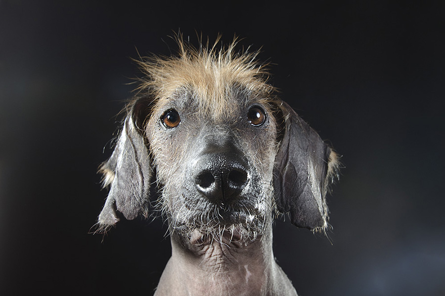 hairless dog photo shoot 5