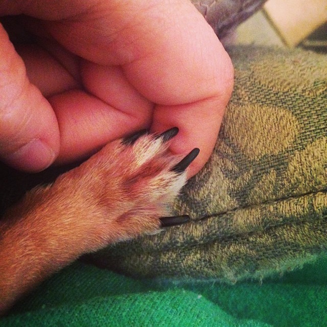 hand-holds-paw