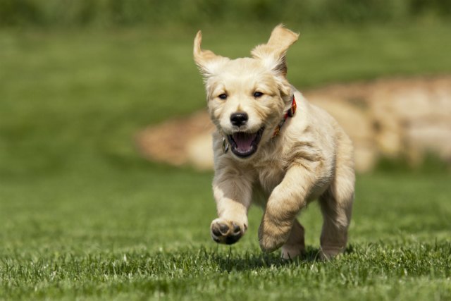 lab puppy running