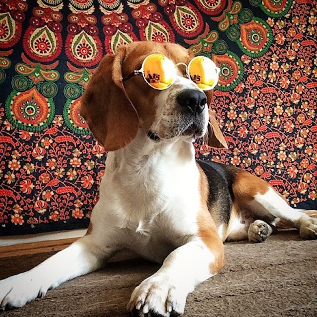 hippy-beagle