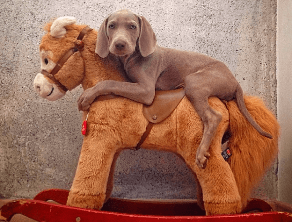 Dog riding horse