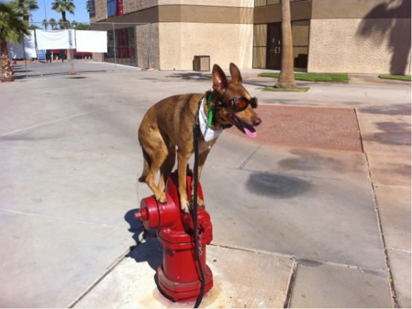 hydrant pup