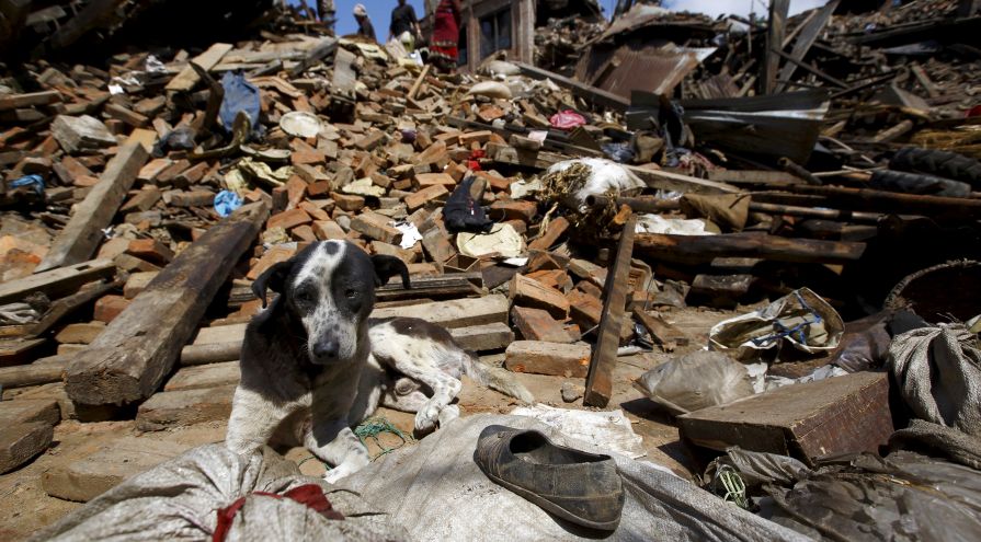 nepal earthquake dogs
