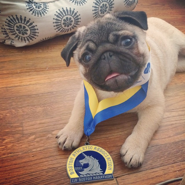 pug-medal