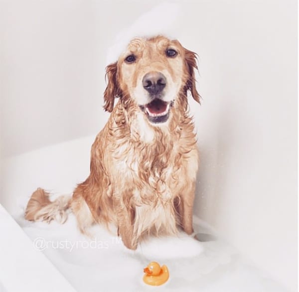 Shampoo Pup