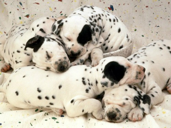 sweet_dreams_dalmatian_puppies_large