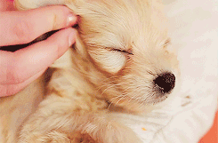 ultimate puppy love sleepy cuddles