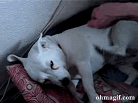 white dog scratching oh magif