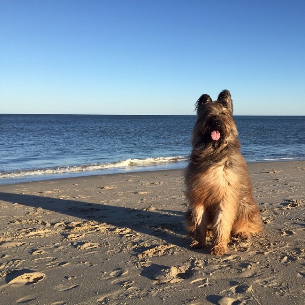 dog beach fab