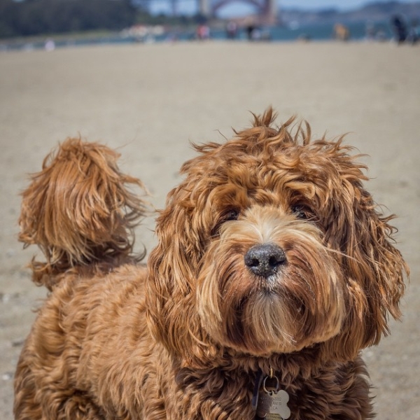 beach dog labradoodle