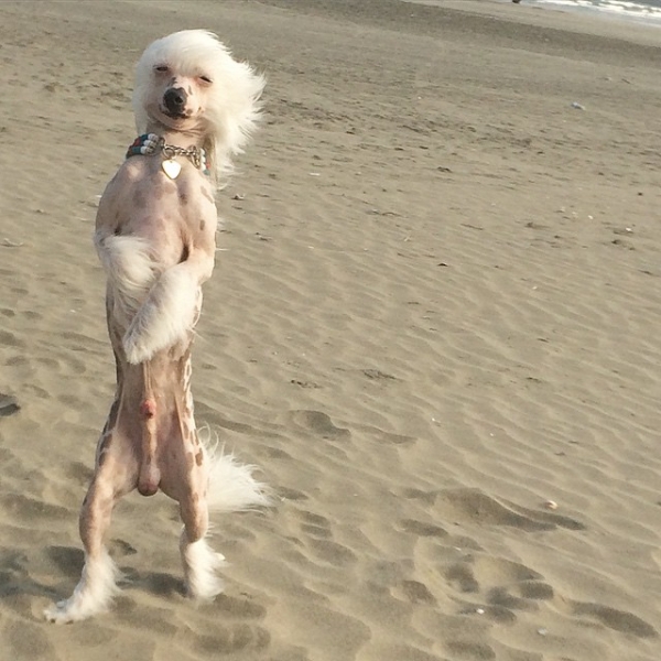 chinese crested beach funny