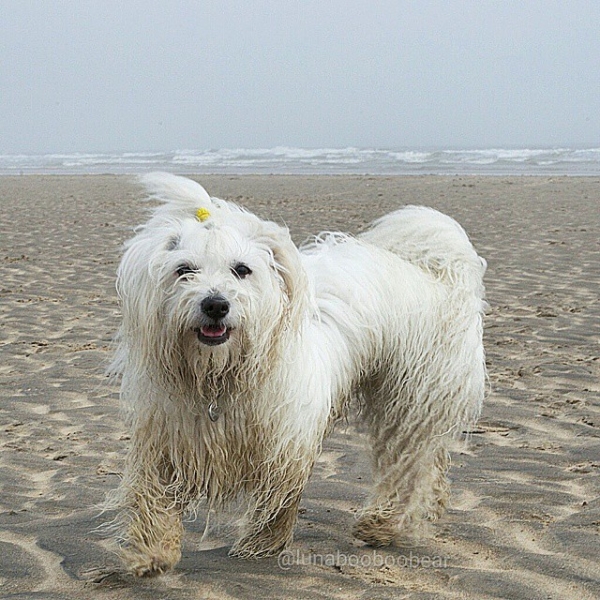 white dog beach