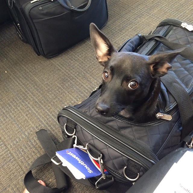 airport dog