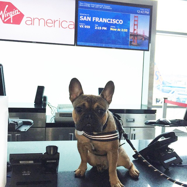 airportdog