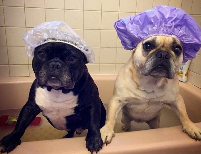 2 frenchies in a tub