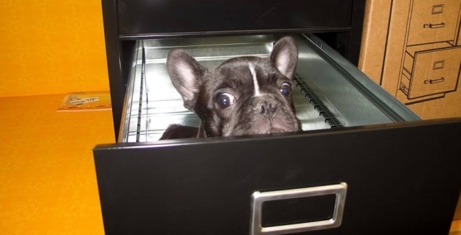 File Cabinet Frenchie