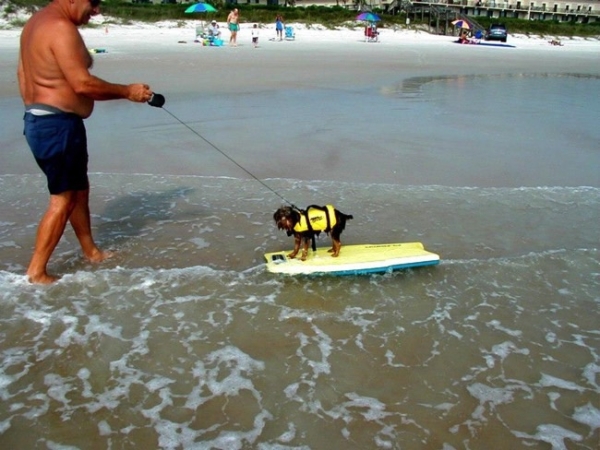 Surf's Pup, Dude!