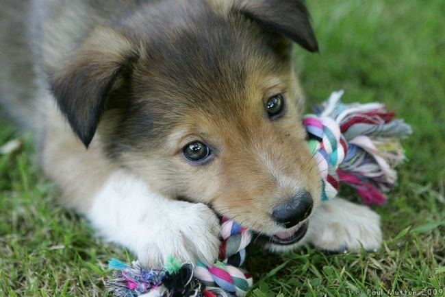 _A8V6365 Archie puppy chewing toy in garden