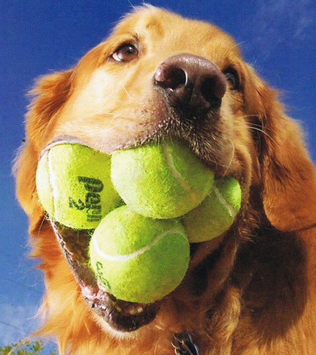 Augie Golden Retriever World Record Tennis Balls