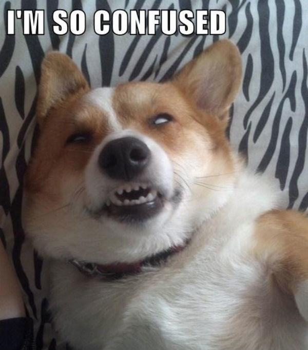 Confused_Dog_Is_Confused