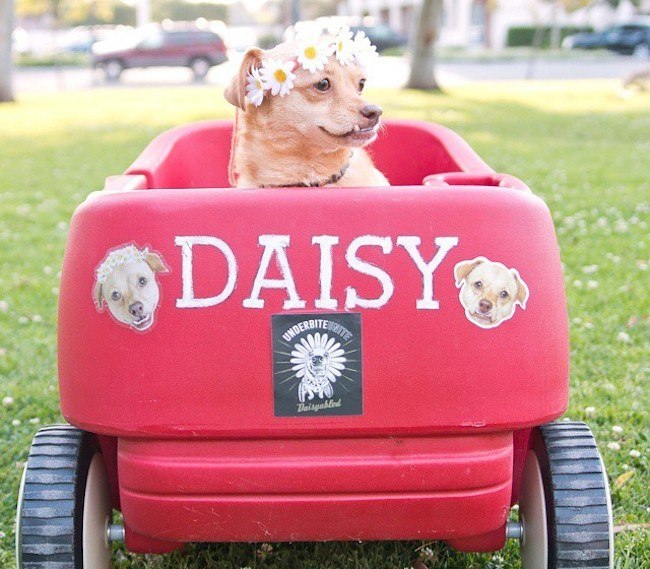 Daisy in her wagon