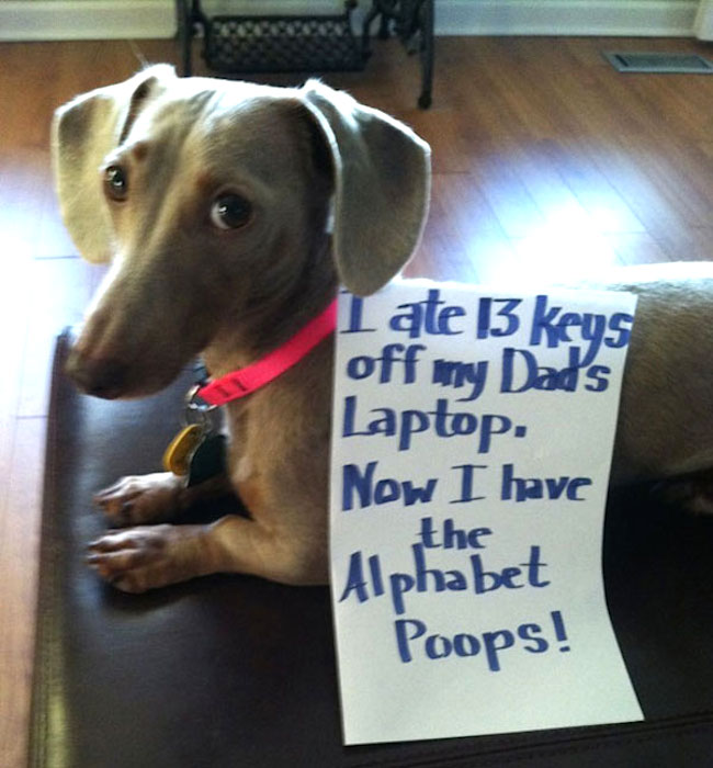 Dog Shaming Alphabet Poops