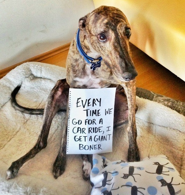 Dog Shaming Boner Greyhound