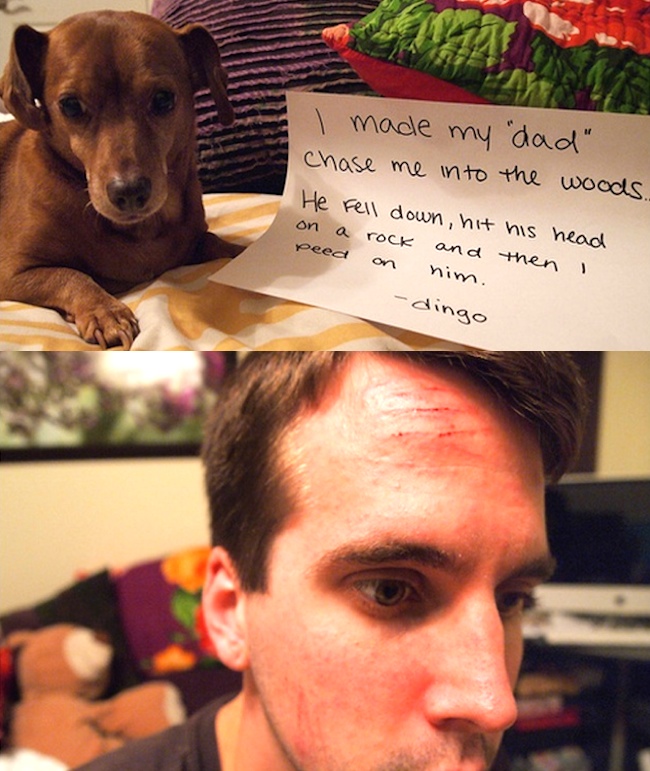 Dog Shaming Peed On Dads Head in Woods