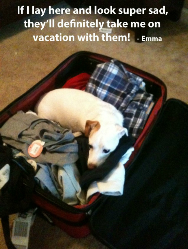 Emma-637x846 dog in suitcase