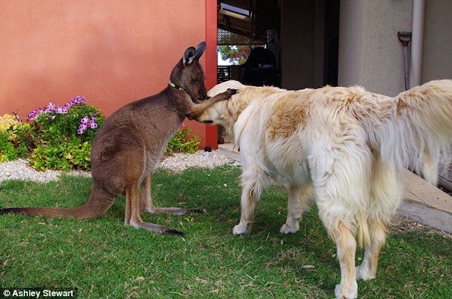 Kangaroo and Golden Retriever Mom