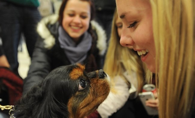 Kent University Therapy Dogs